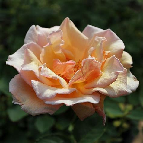Contact information for aktienfakten.de - Pearlie Mae - Wonderful long pointed urn shaped buds of the most delicate apricot open into double 5" blooms (petals 30-35) whose coloring is hard to describe. Dr.Buck describes it thus: &quot;A blend of empire yellow and lemon yellow. 